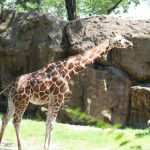 IMG_5311